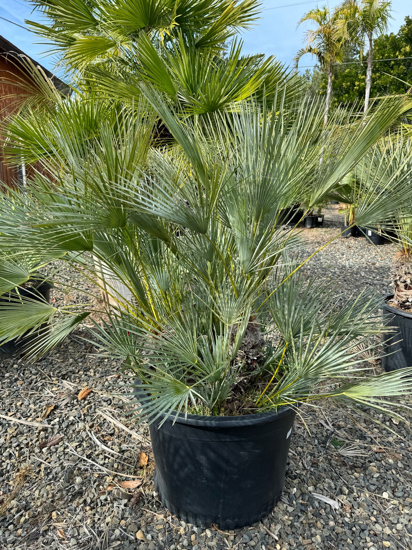 Chamaerops Humilis ‘Cerifera’