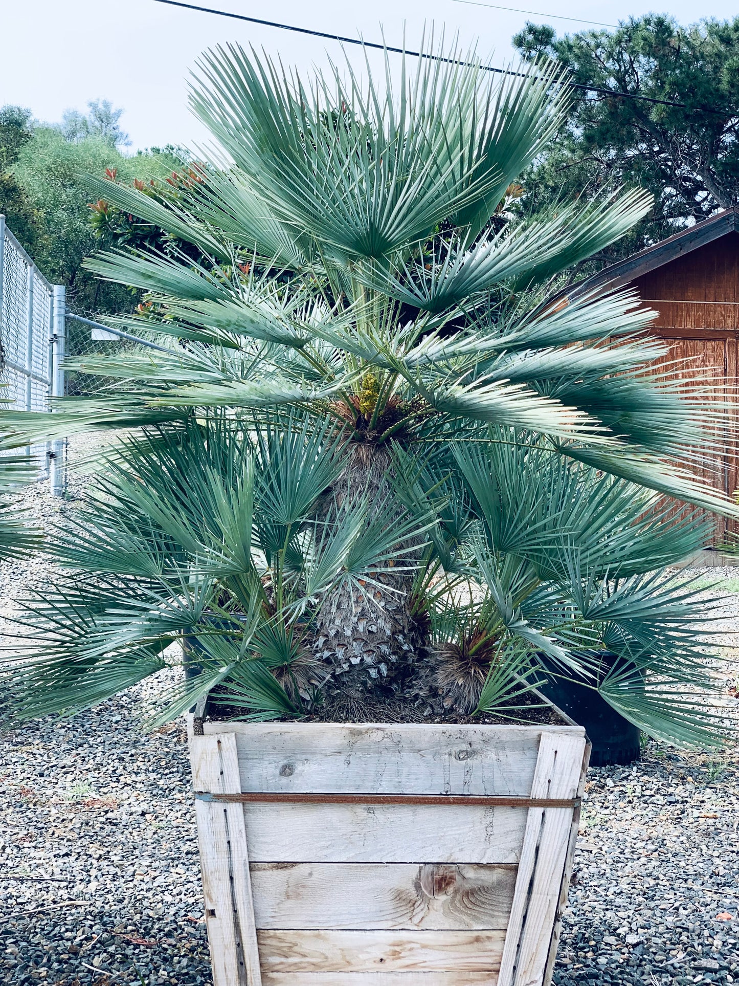 Chamaerops Humilis ‘Cerifera’