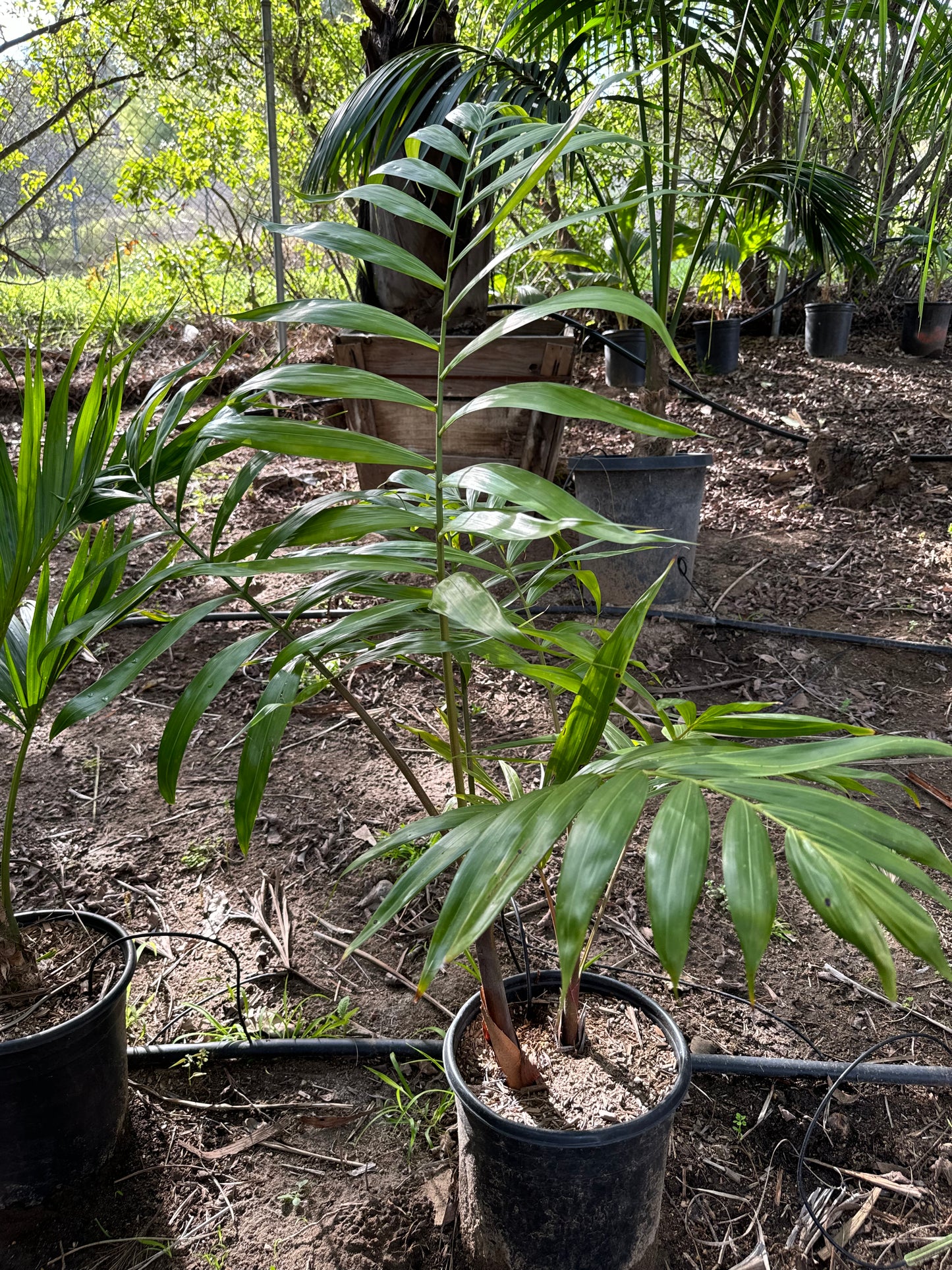 Dypsis lanceolota