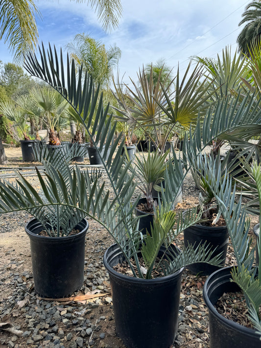 Encephalartos lehmannii