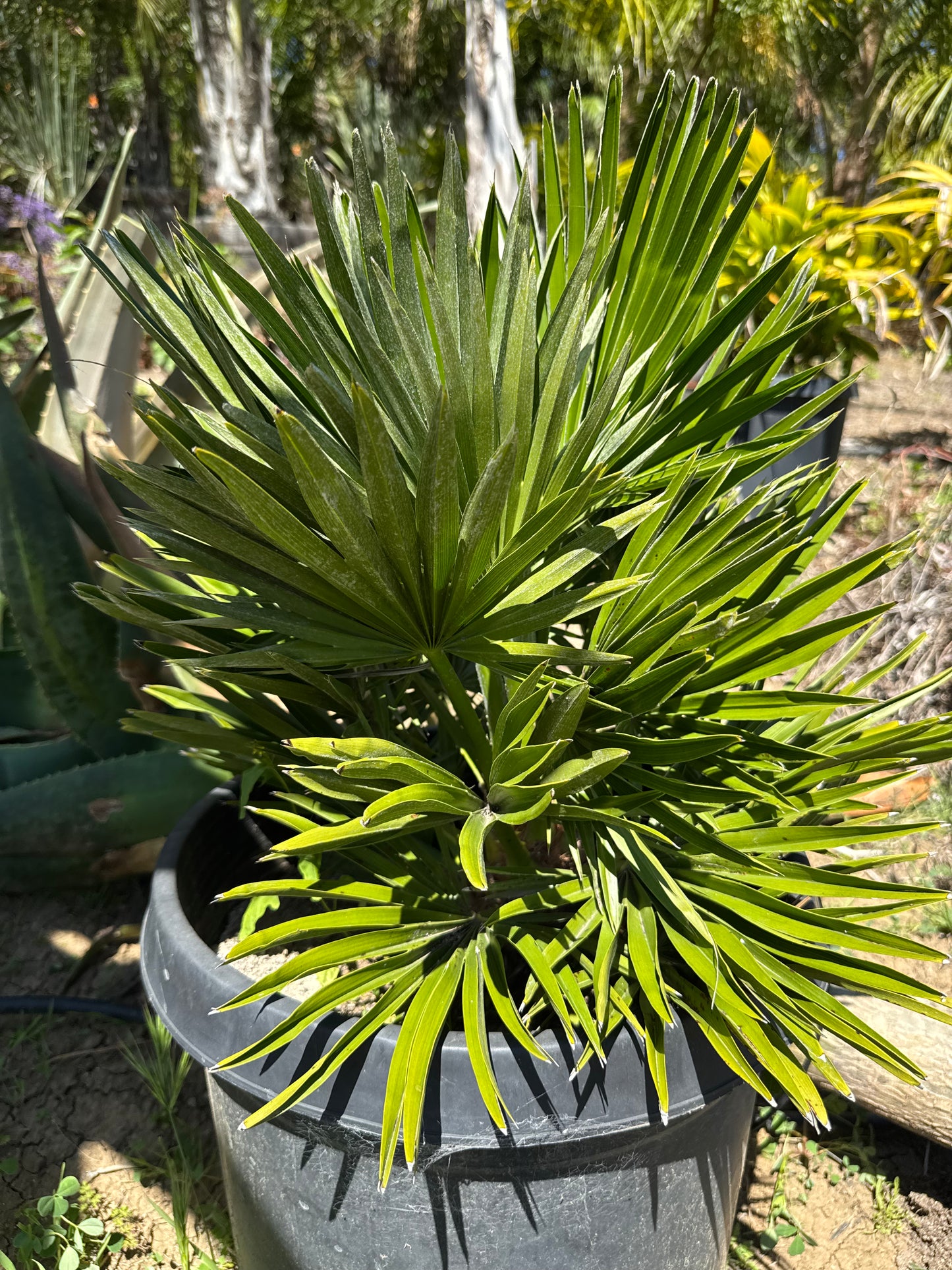 Chamaerops 'Vulcano'