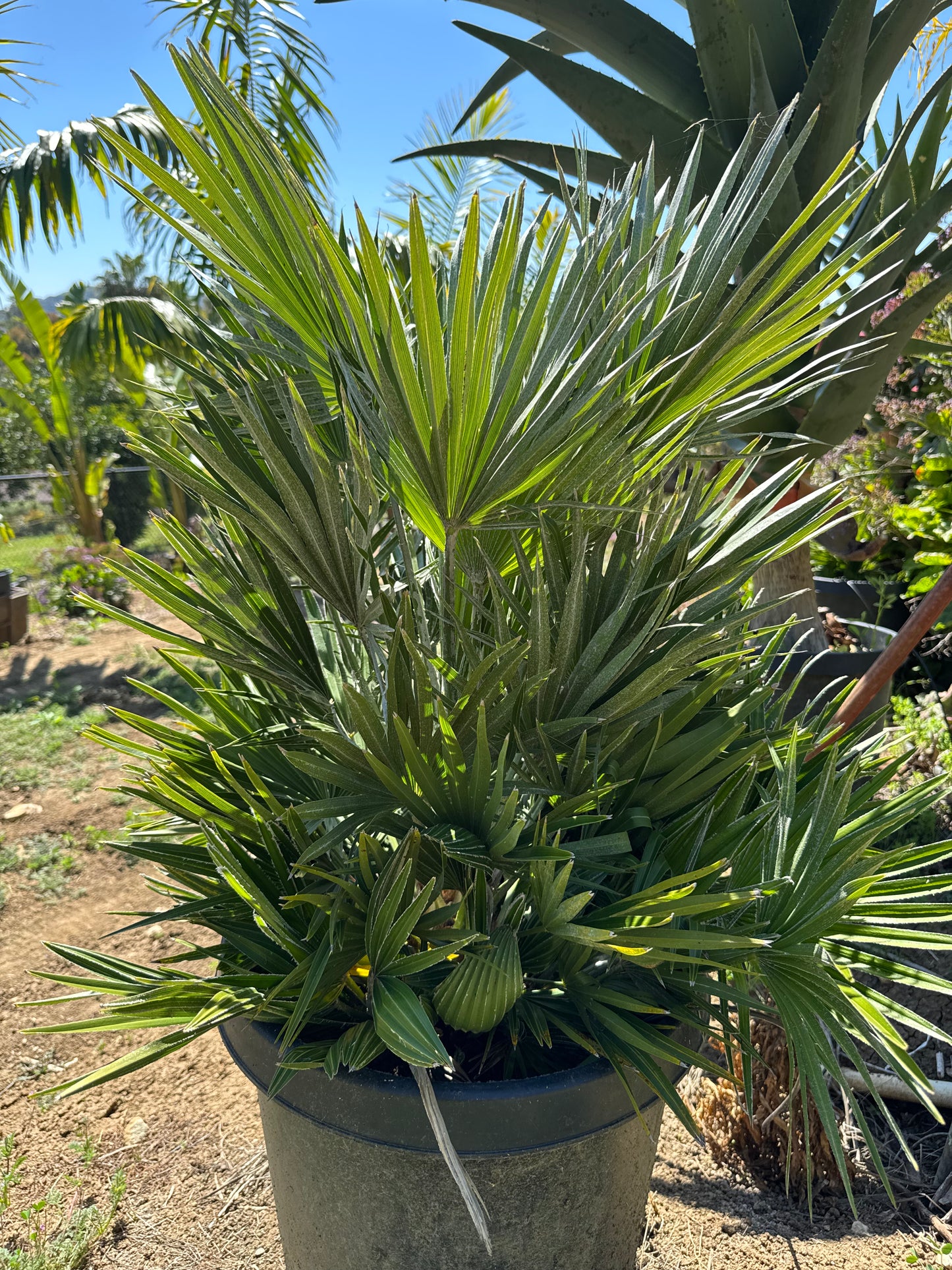 Chamaerops 'Vulcano'