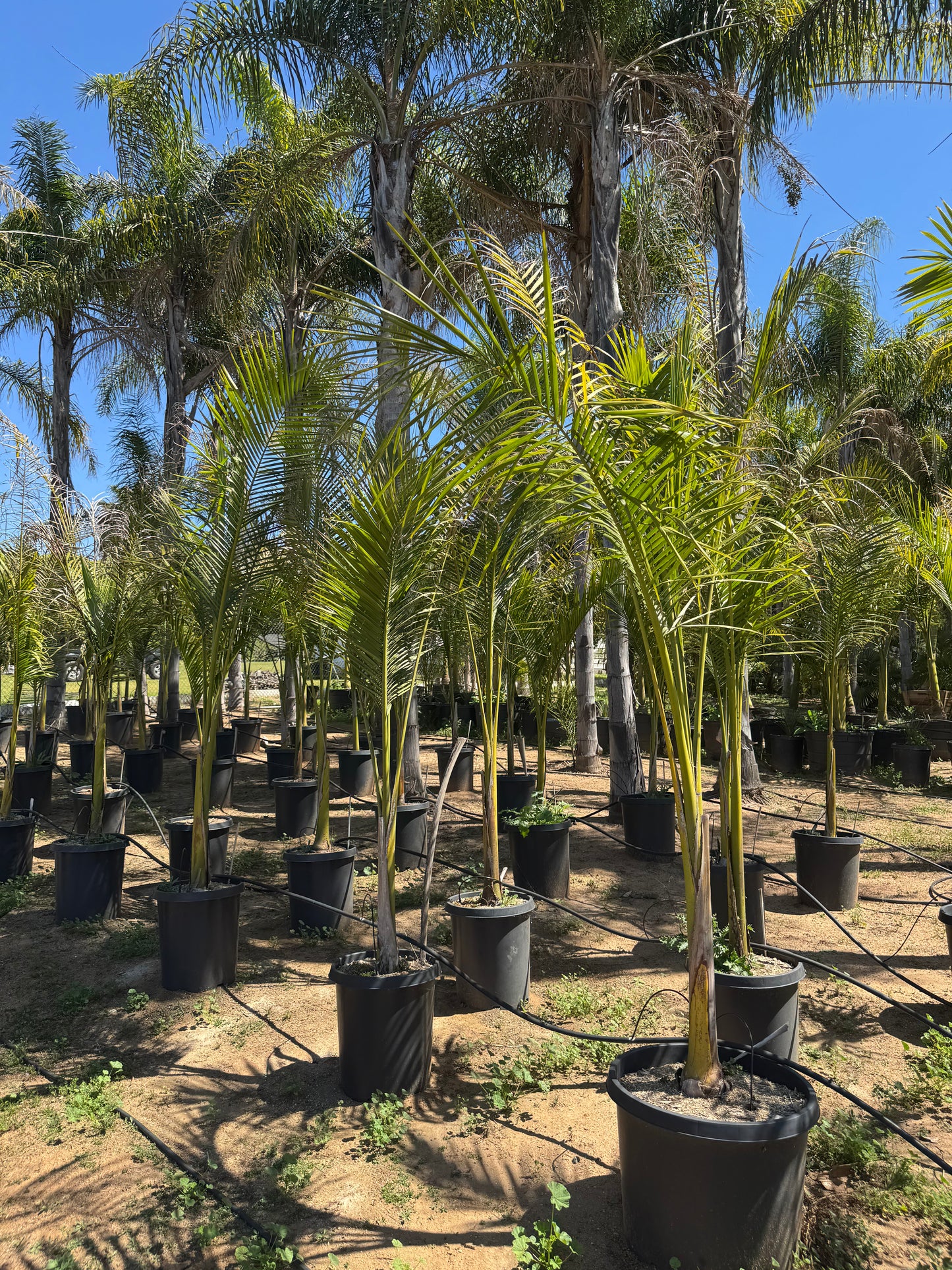Roystonea Regia