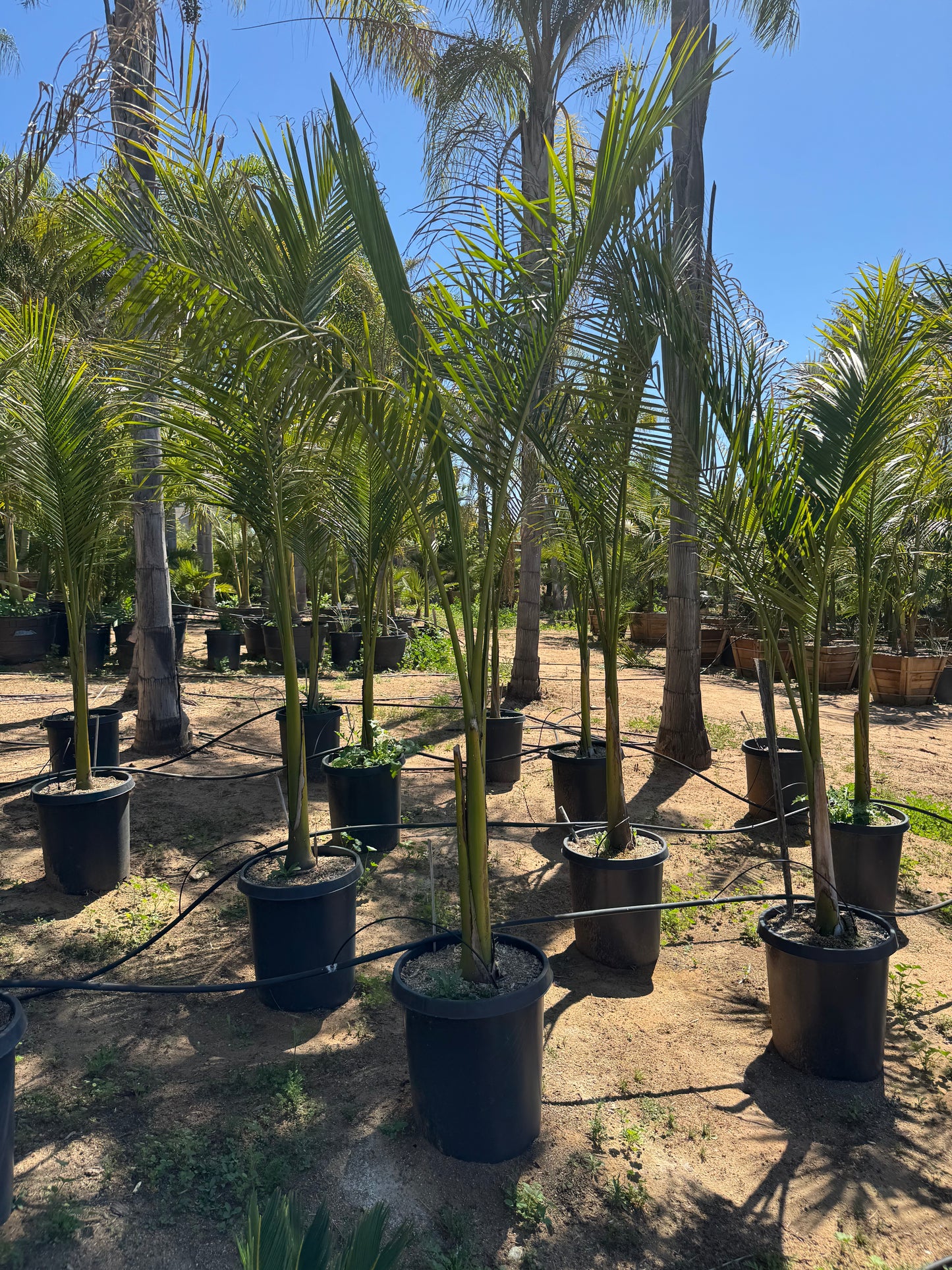 Roystonea Regia