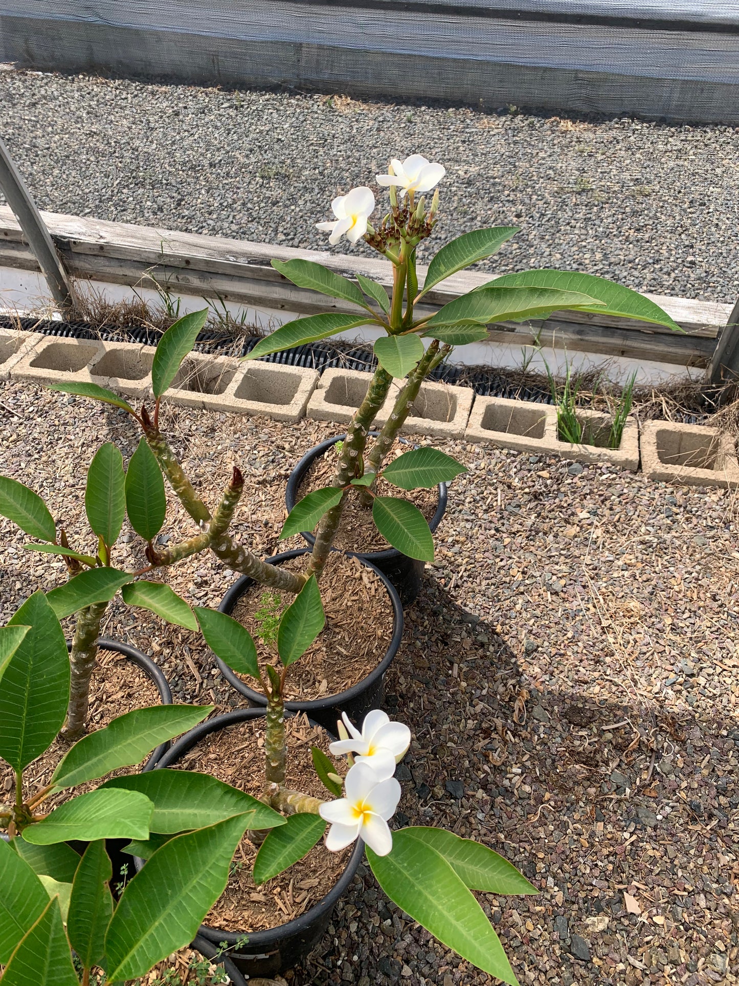 Plumeria