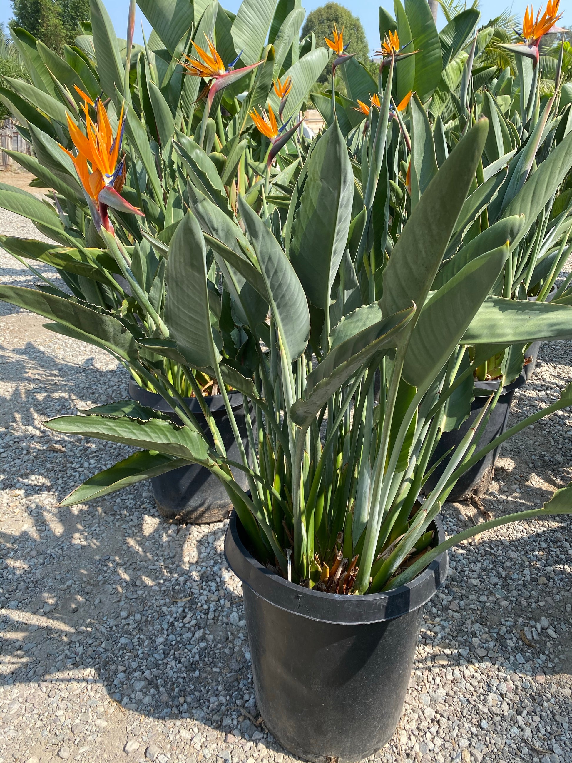 palm of paradise plant Birds of Paradise – Jurassic Palms