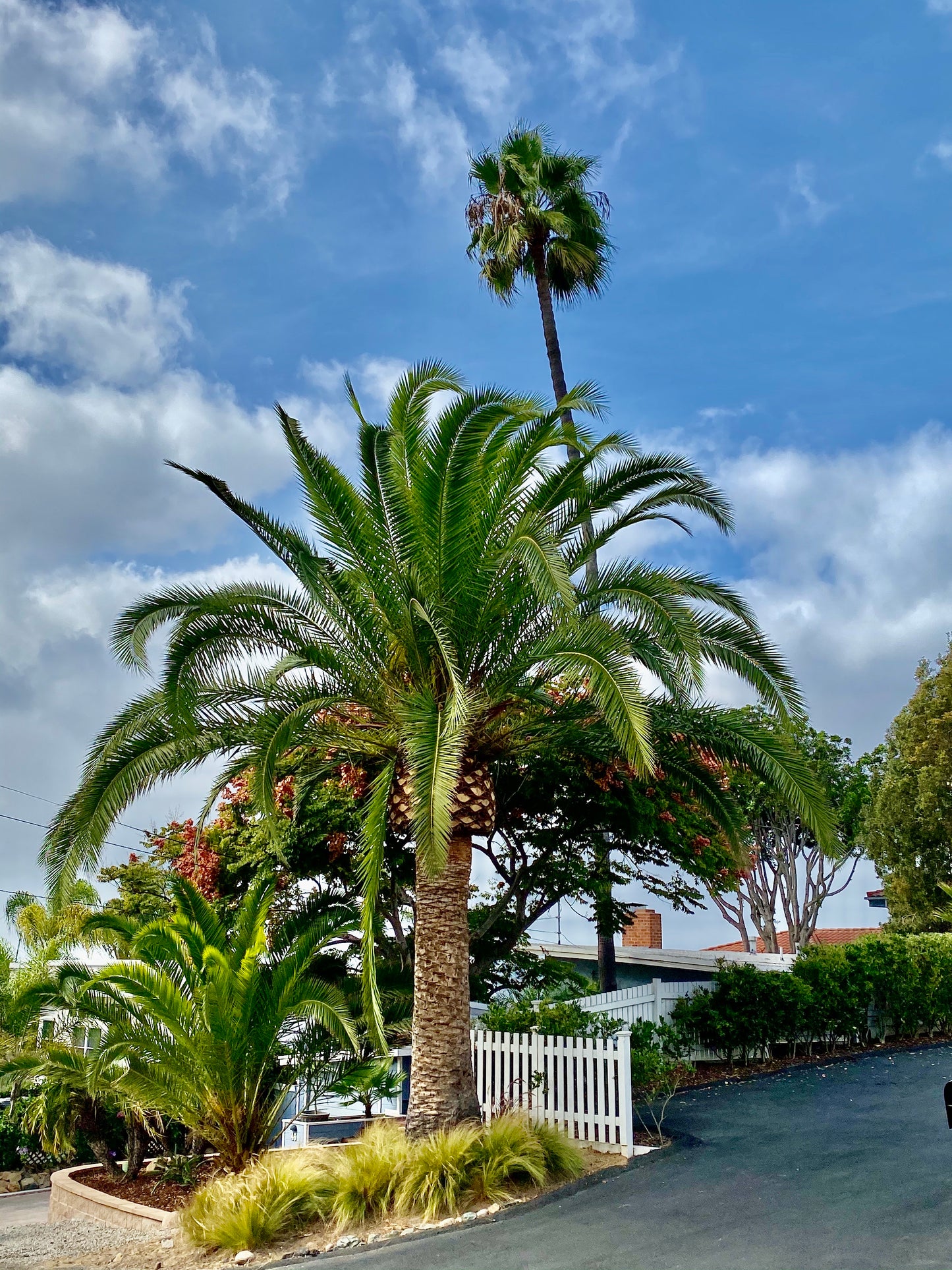 Phoenix canariensis