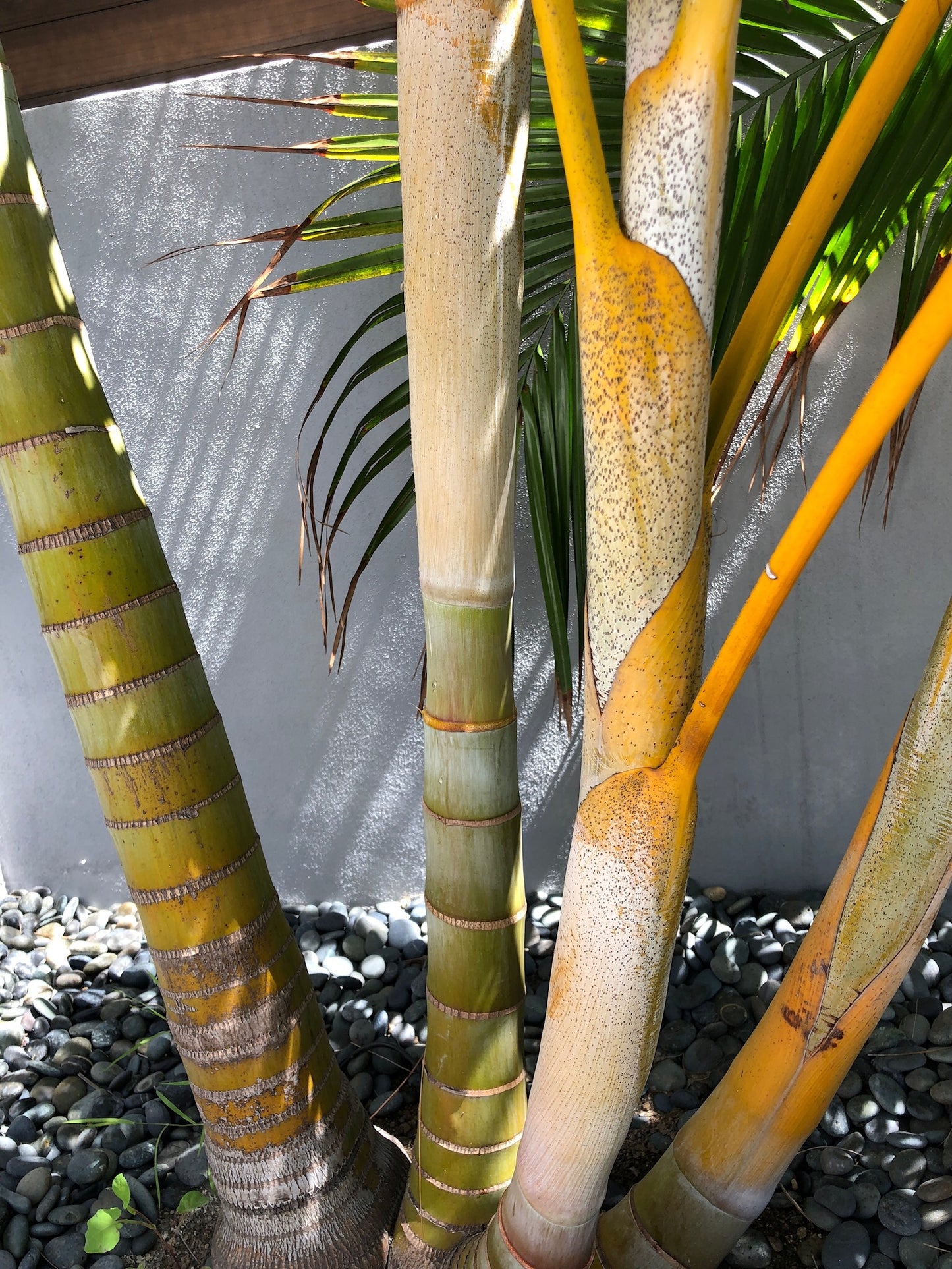 Dypsis lutescens