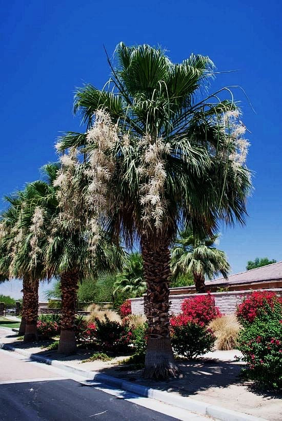 Washingtonia filibusta