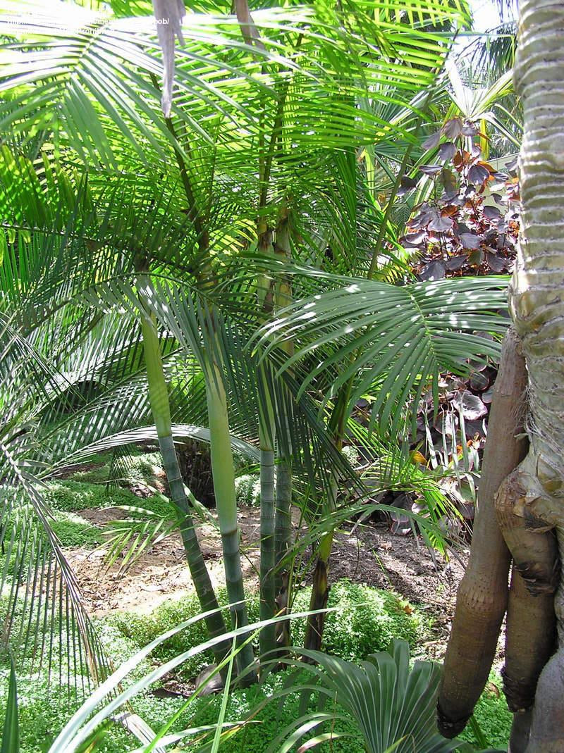 Dypsis baronii