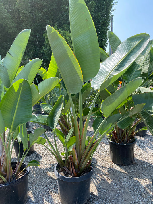 Giant Birds of Paradise