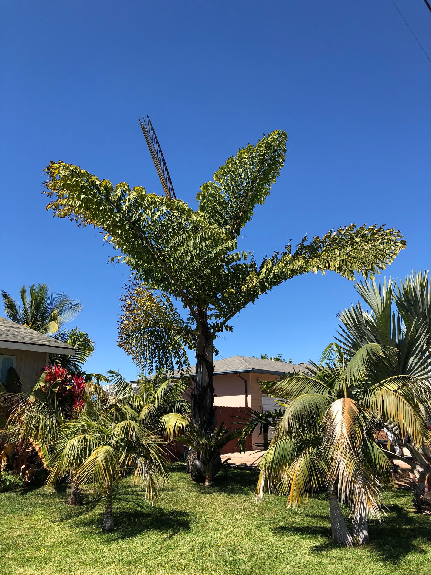 Caryota Obtusa