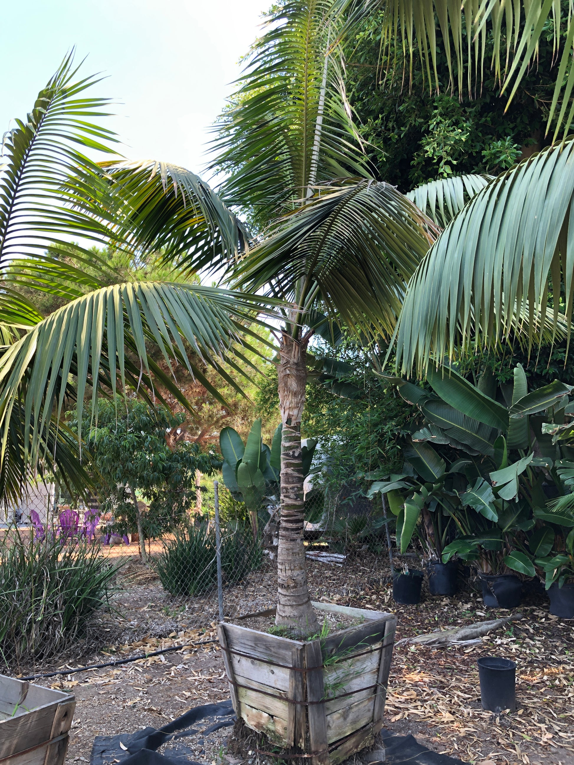 kentia palm plant for sale Howea forsteriana – Jurassic Palms