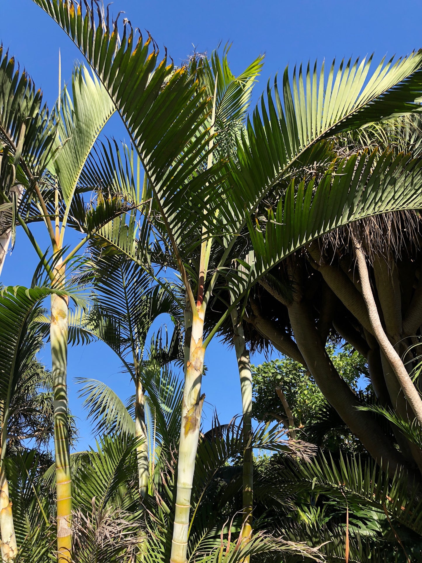 Dypsis lutescens