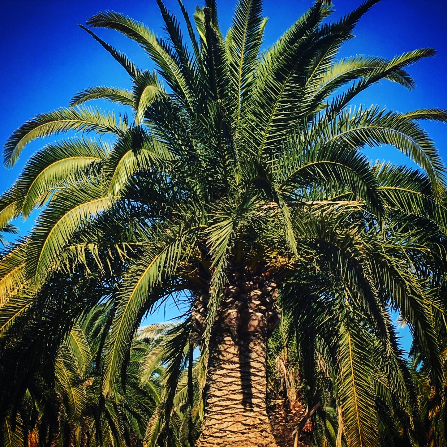 Phoenix canariensis