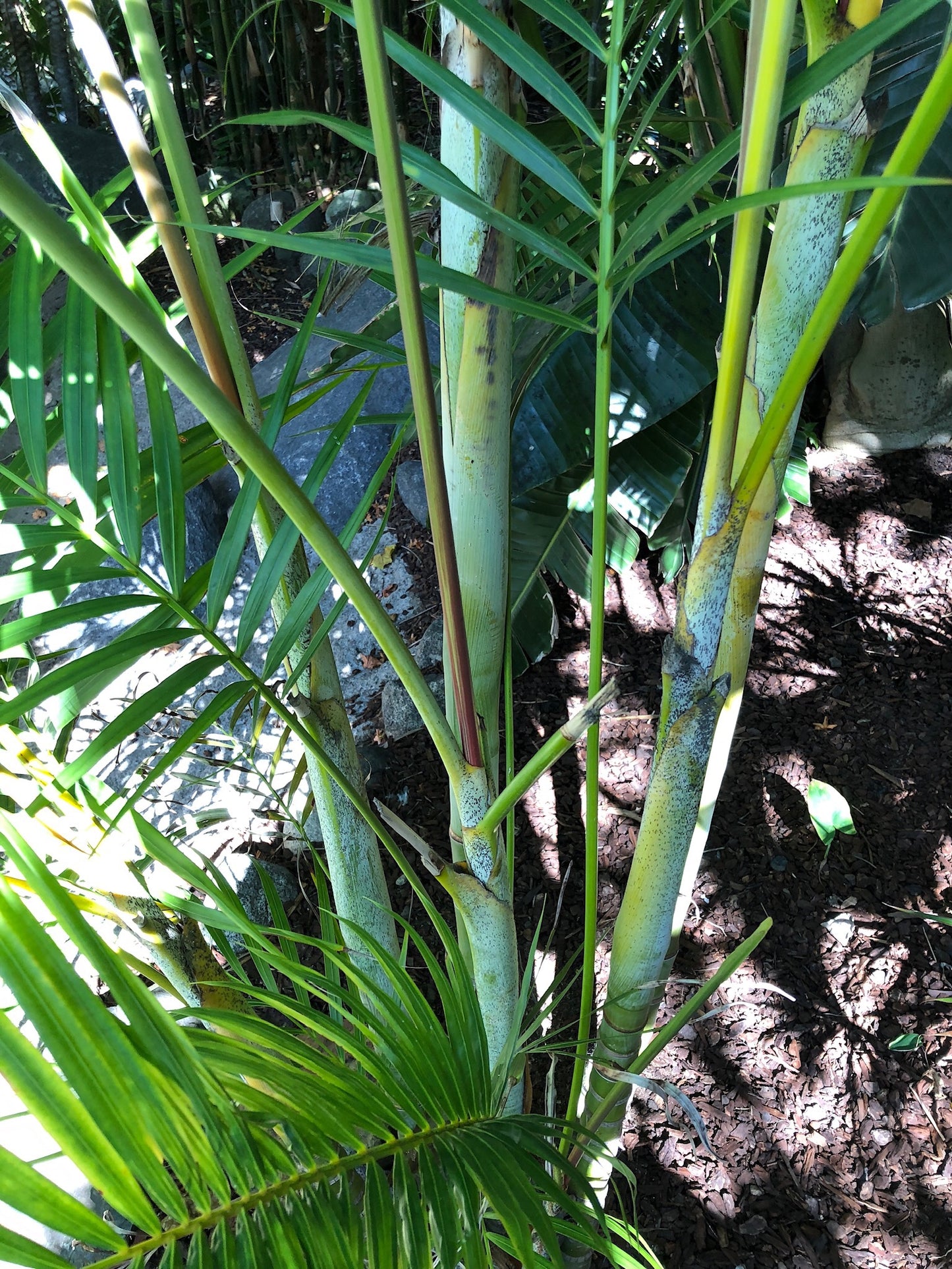 Dypsis lutescens