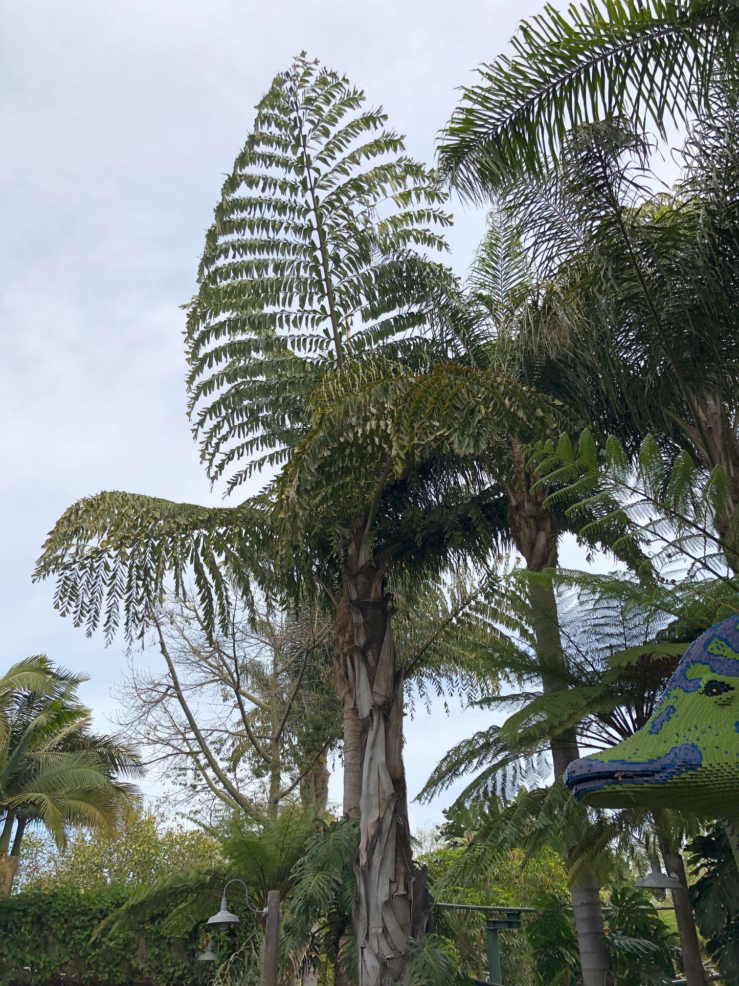 Caryota Obtusa