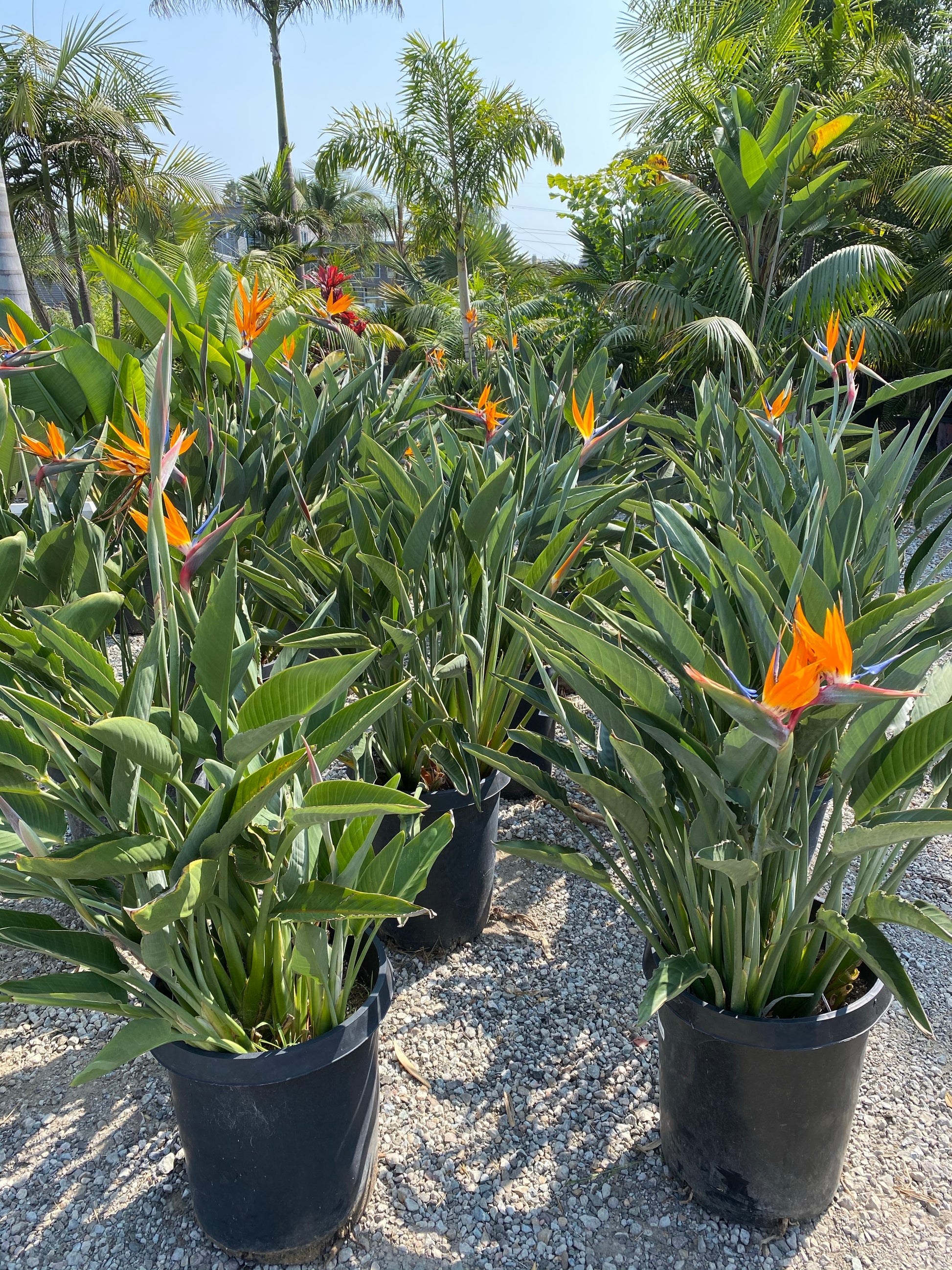 birds of palm plant Birds of Paradise – Jurassic Palms