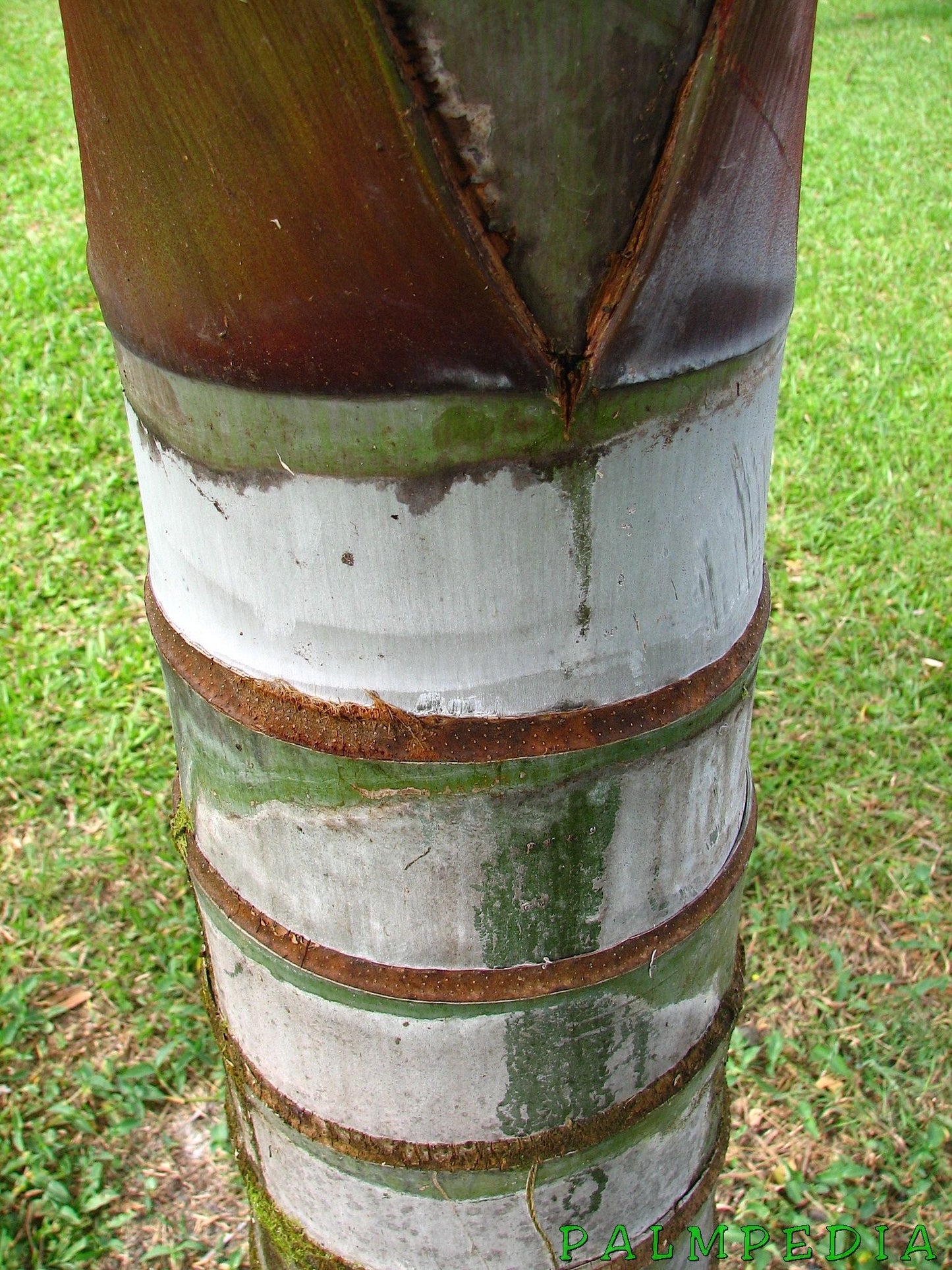 Dypsis leptocheilos