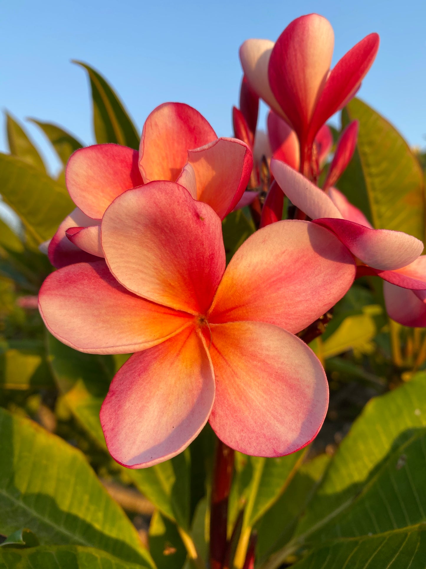 Plumeria