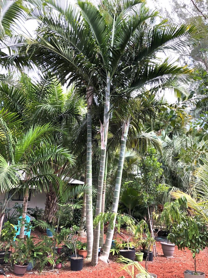 Dypsis Pembana