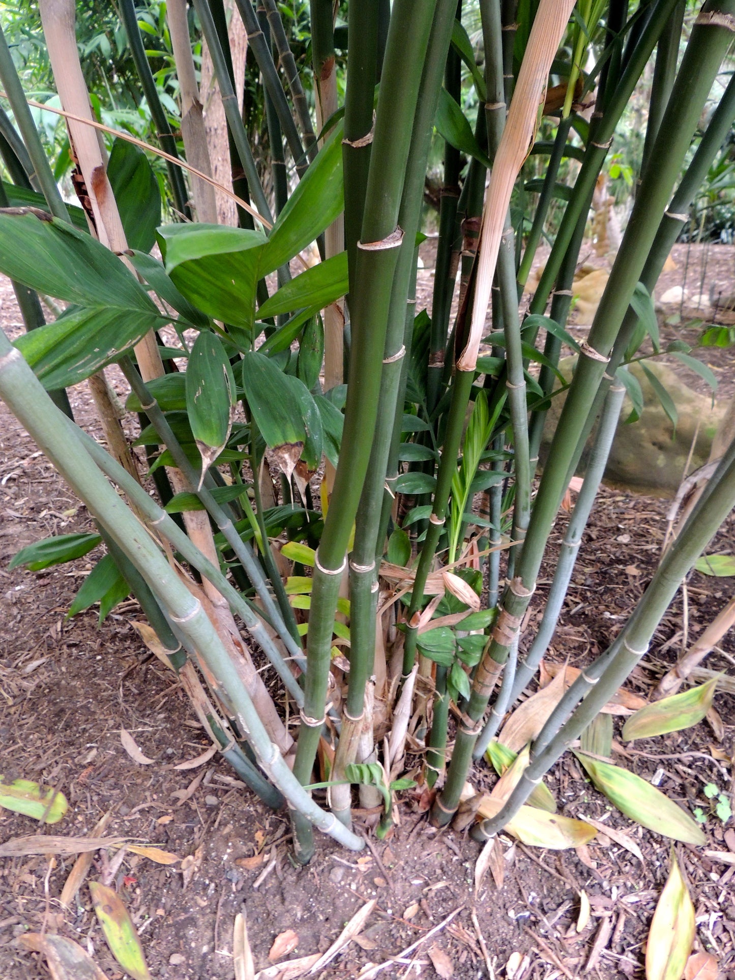 Chamaedorea Microspadix