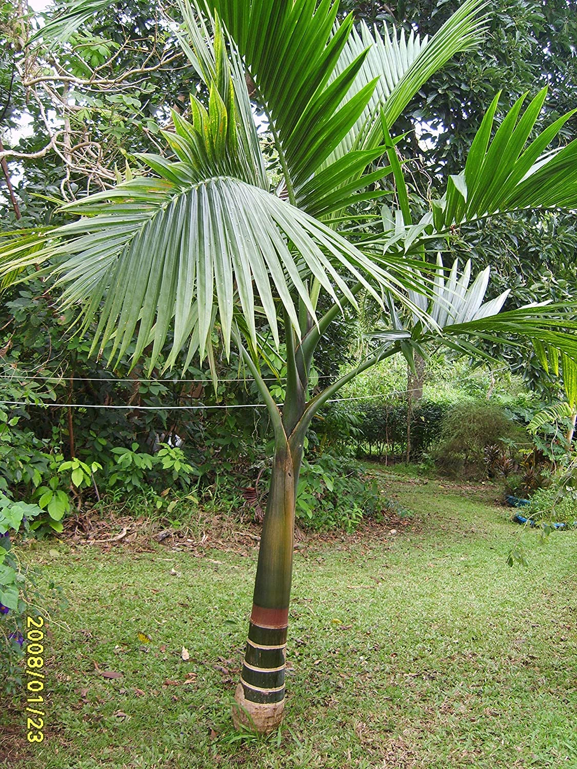 Hyophorbe Indica “red form”