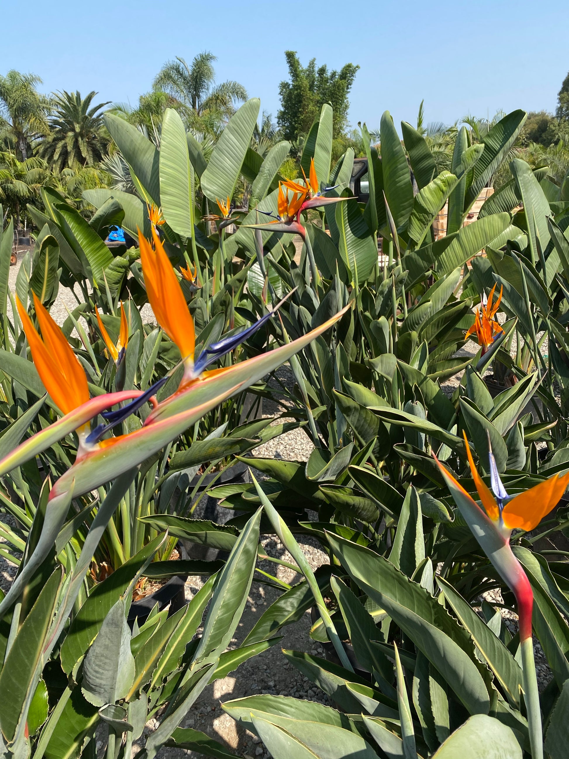 paradise plants and palms Birds of Paradise – Jurassic Palms