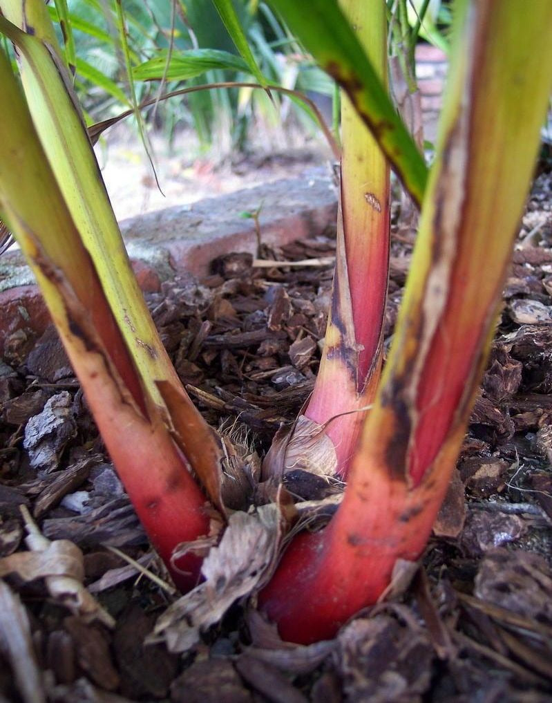 Dypsis baronii