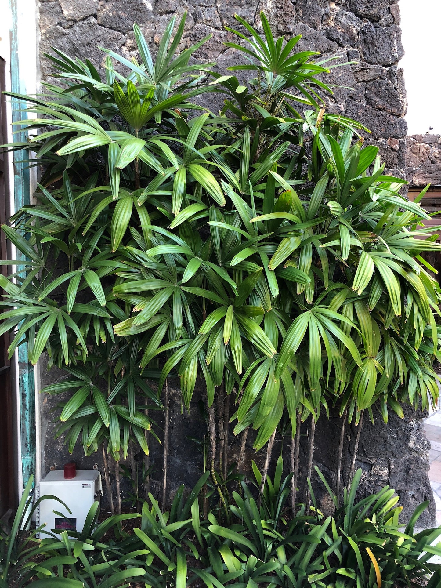 Rhapis excelsa