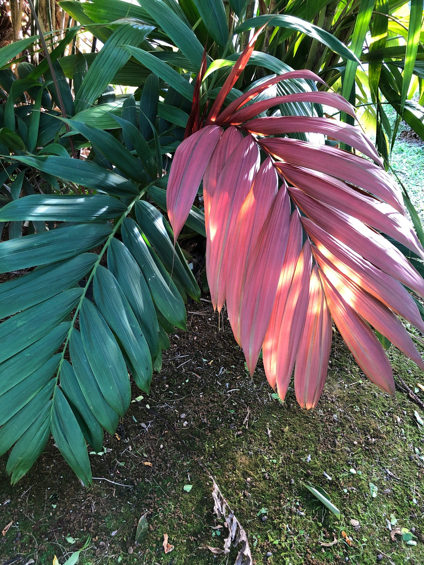 Chambeyronia macrocarpa