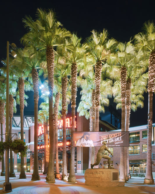 Washingtonia filibusta