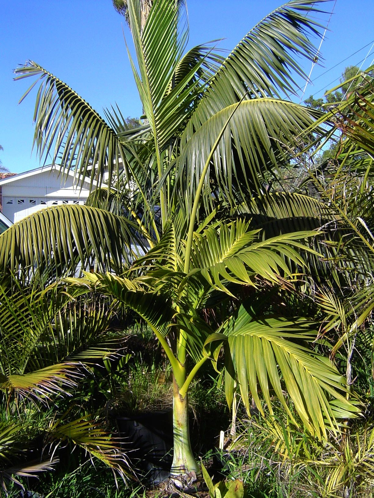 Clinostigma Savoryanum