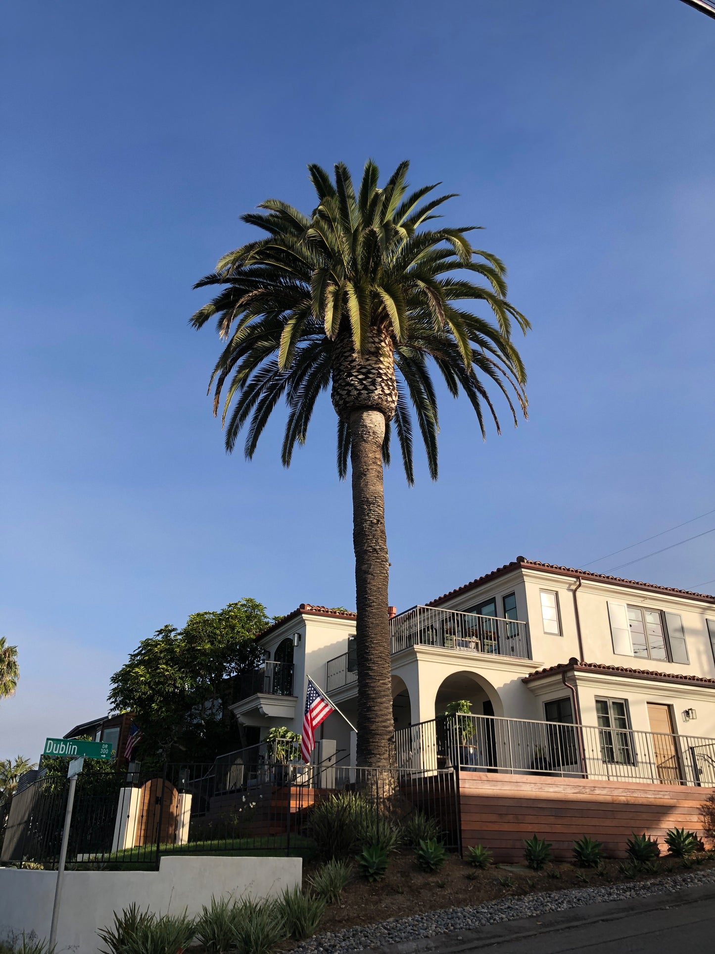 Phoenix canariensis