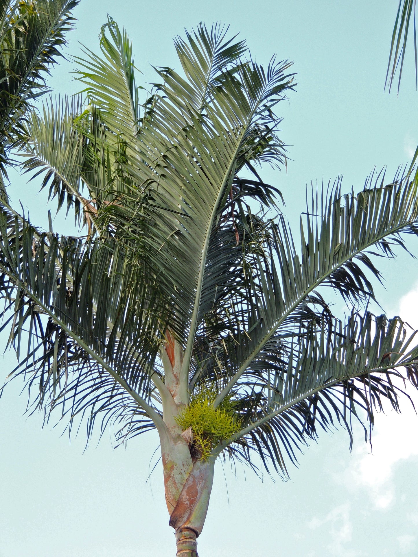 Dypsis Pembana