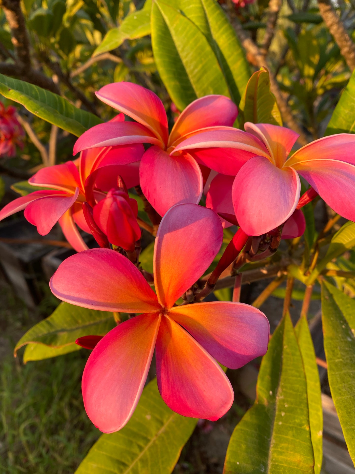 Plumeria