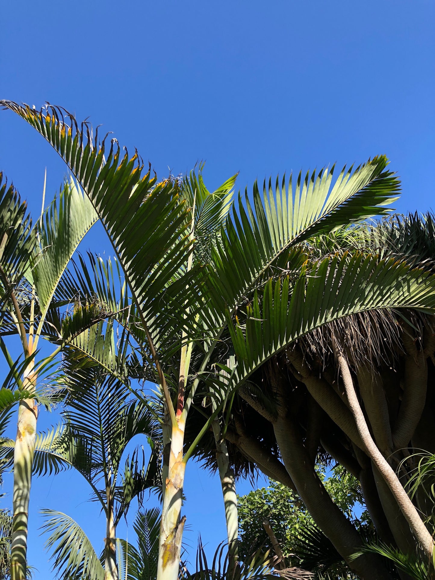 Dypsis lutescens