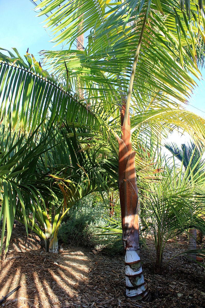 Dypsis leptocheilos