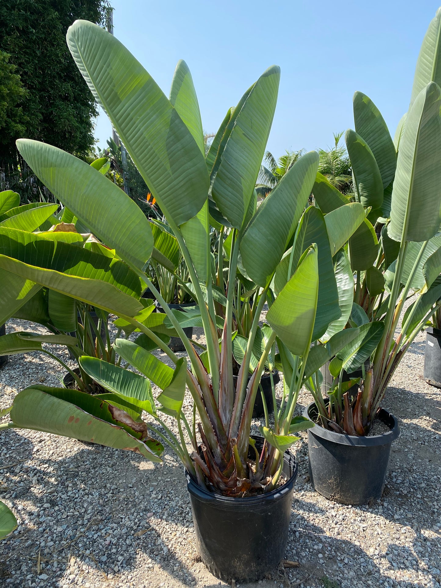 Giant Birds of Paradise