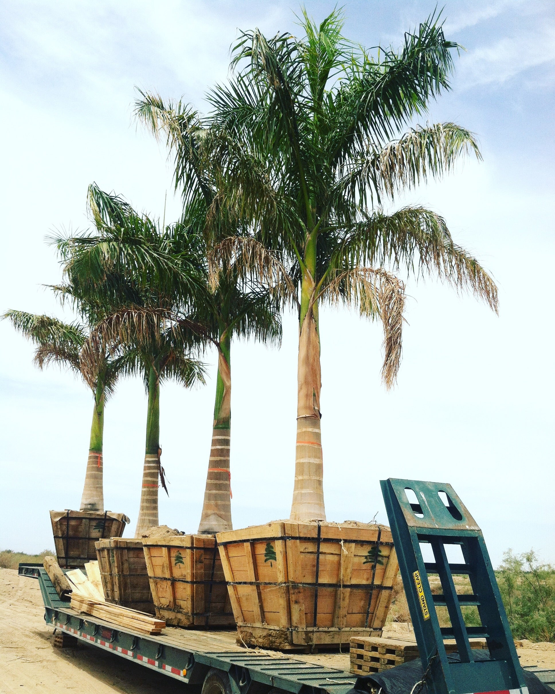 royal palm plant price Roystonea regia – Jurassic Palms