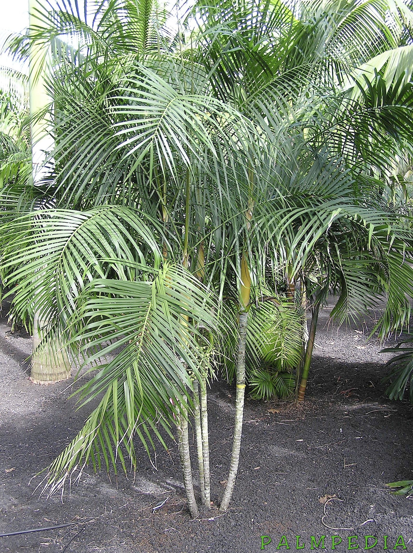 Dypsis baronii