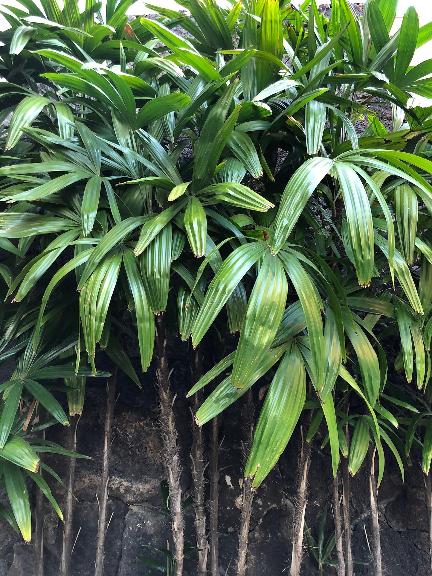 Rhapis excelsa