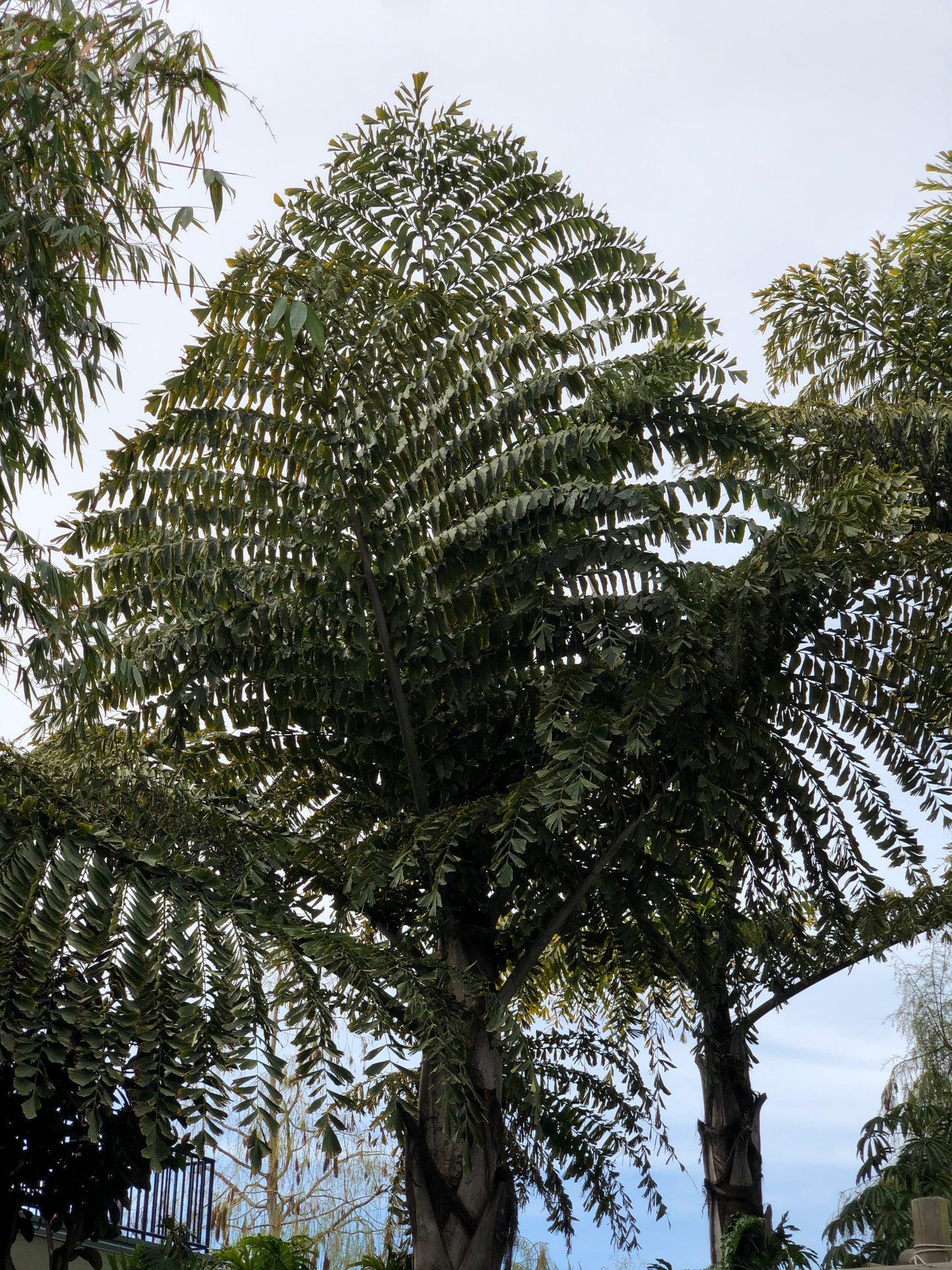 Caryota Obtusa