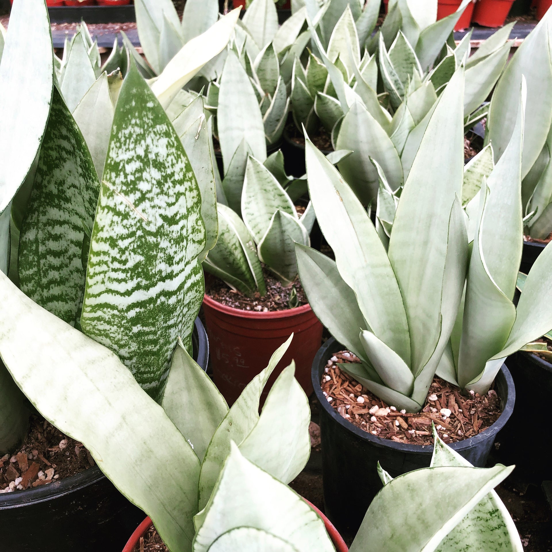Sansevieria “Moonshine” – Jurassic Palms