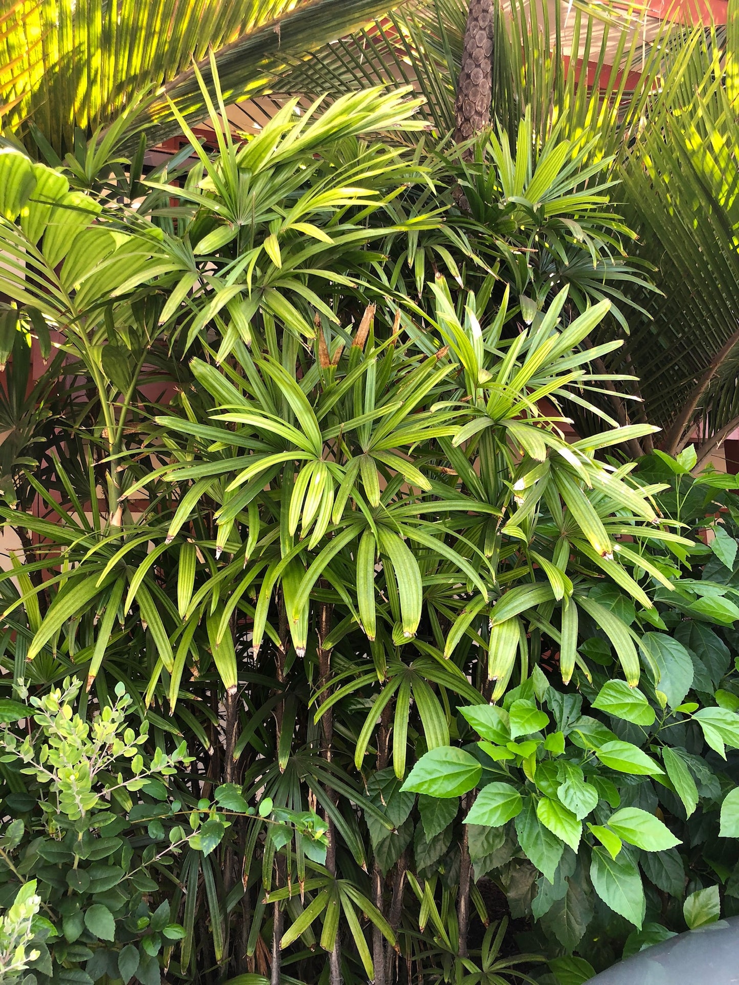 Rhapis excelsa