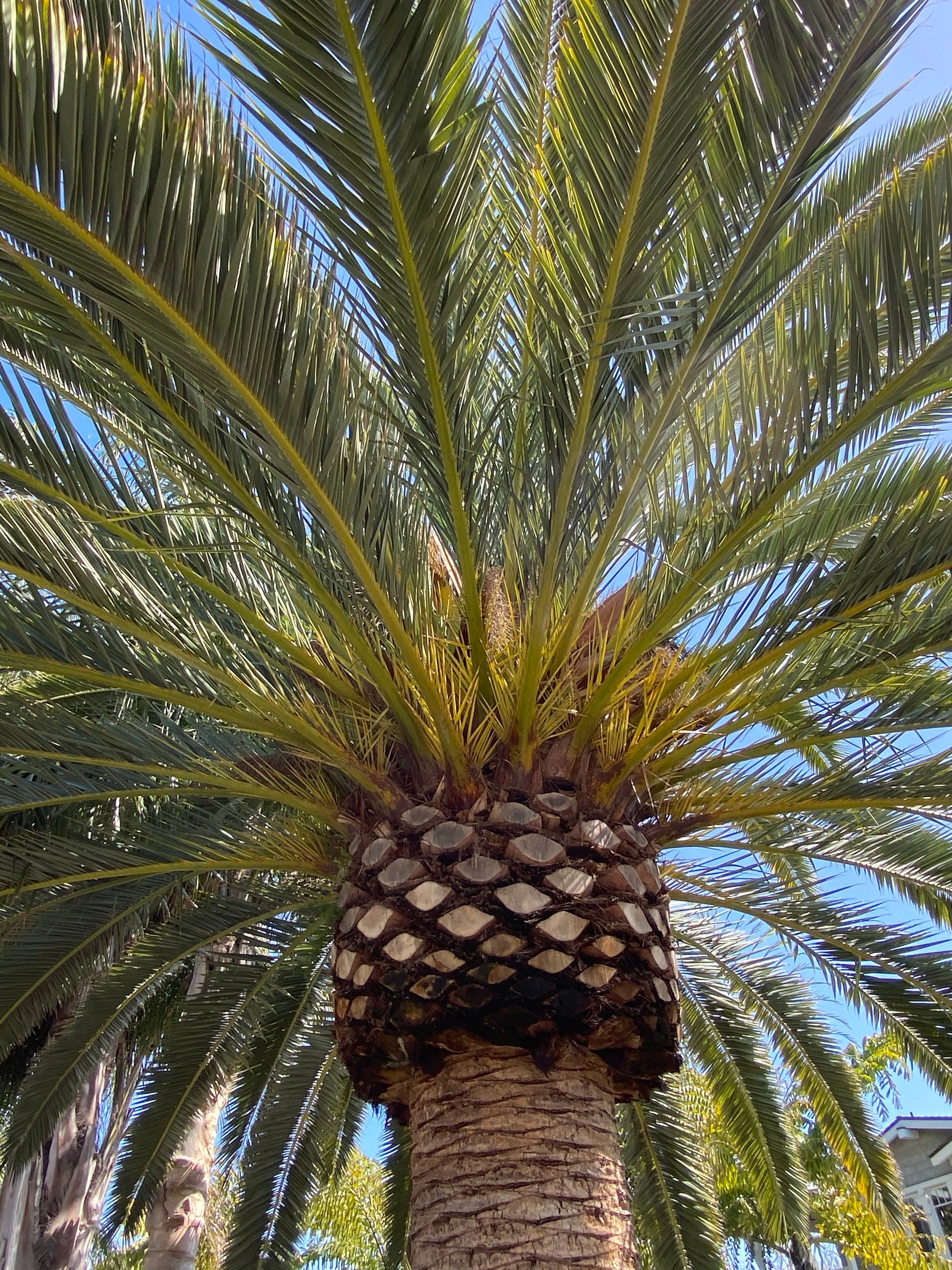 phoenix palm tree plants Phoenix canariensis – Jurassic Palms