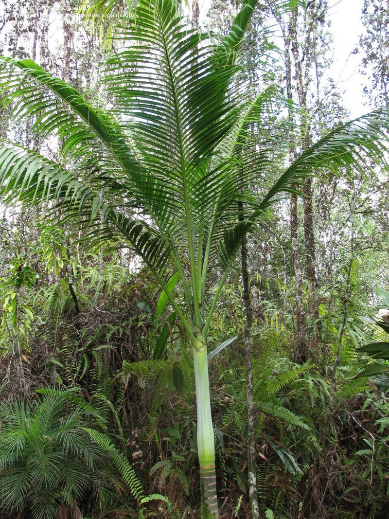 Clinostigma Savoryanum