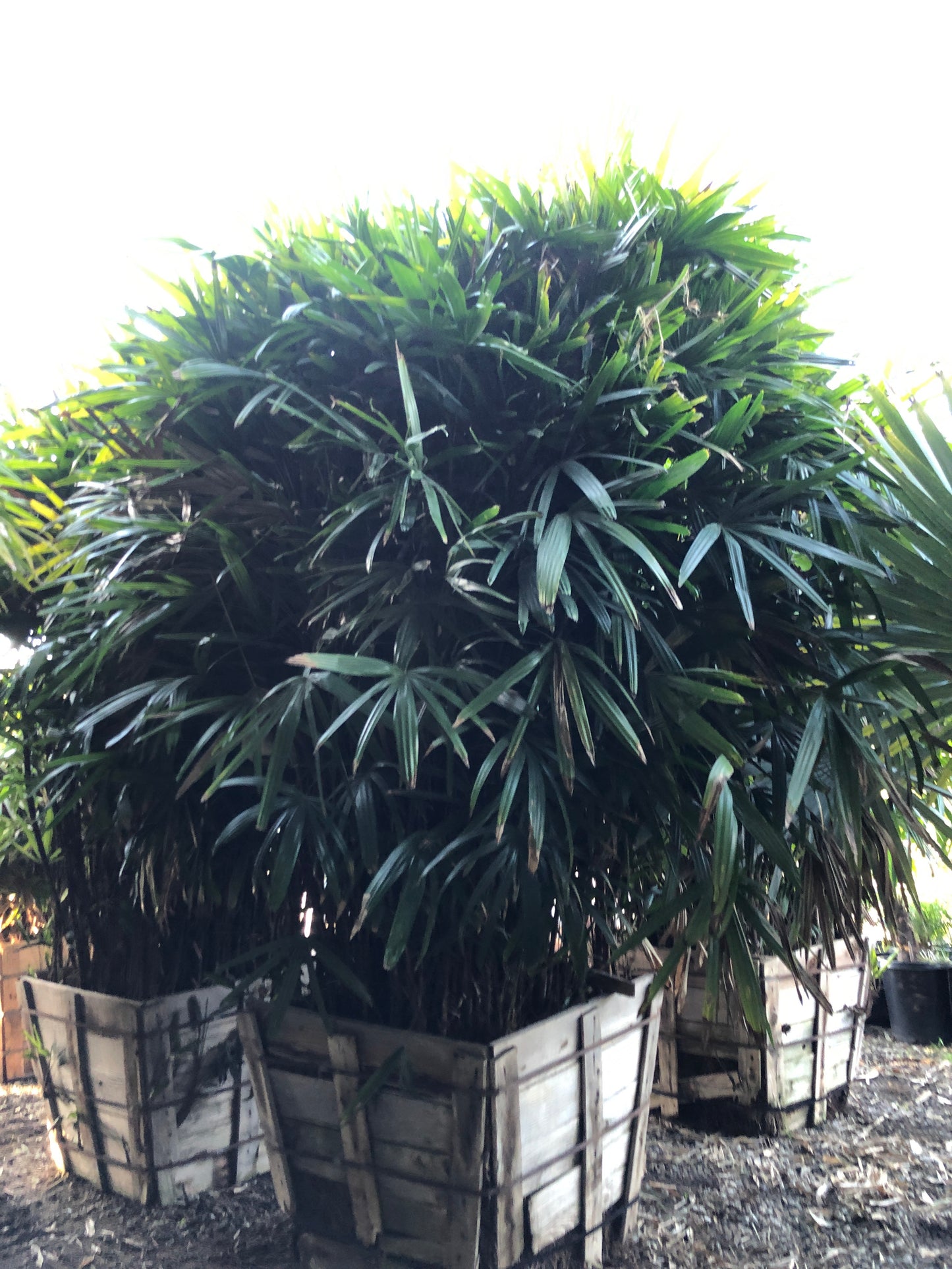 Rhapis excelsa