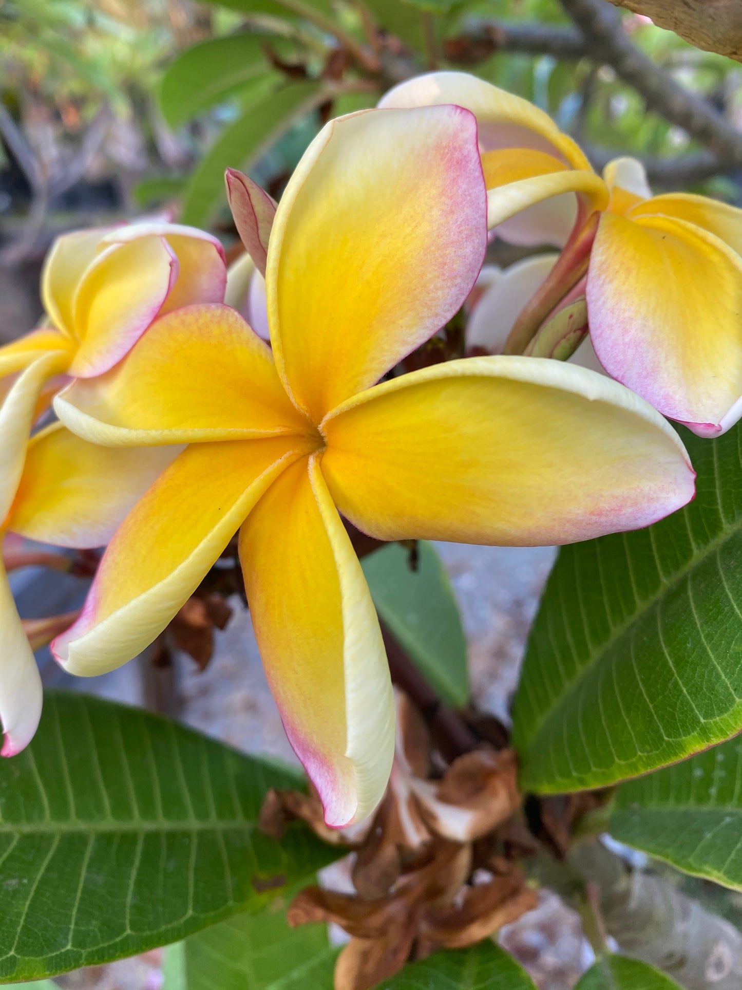 Plumeria