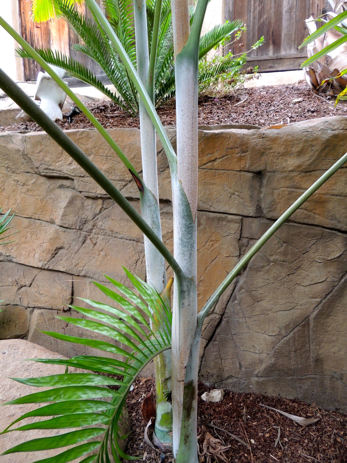 Dypsis Pembana